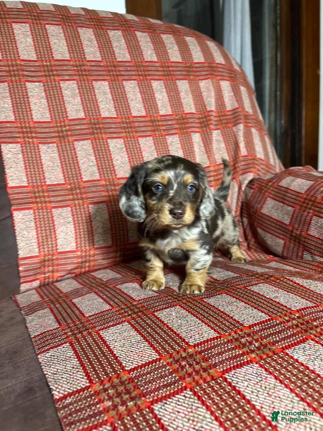 Miniature Dachshund dogs for sale: Miniature Dachshund Puppy 4 - Ad 6