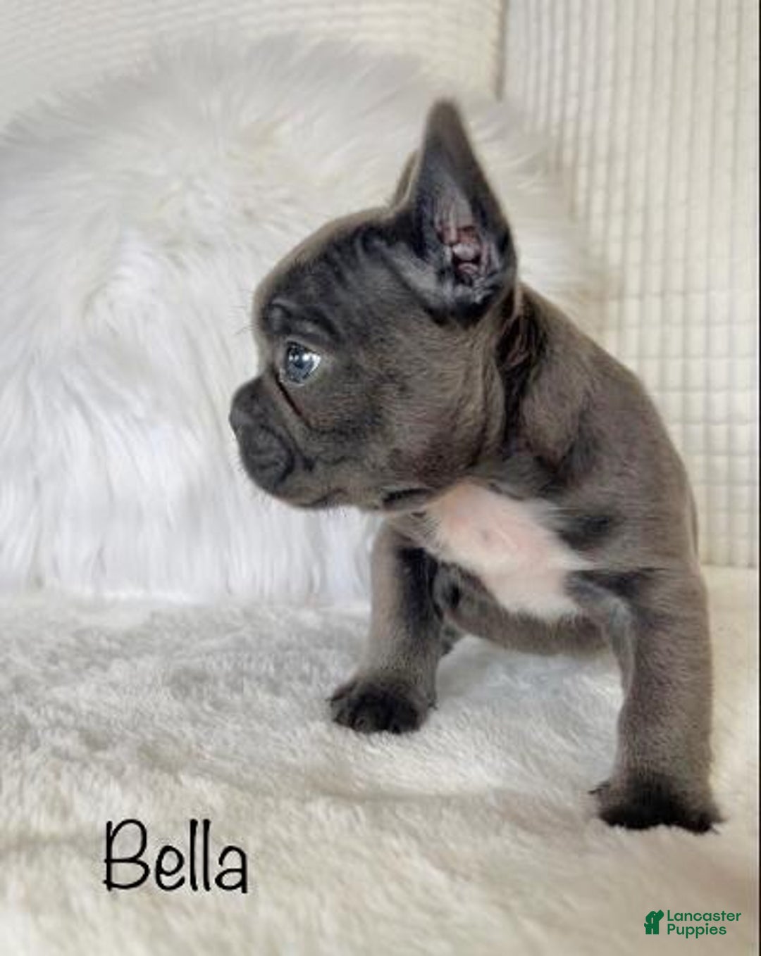 Mixed Breed dogs for sale: Bella - Ad 9