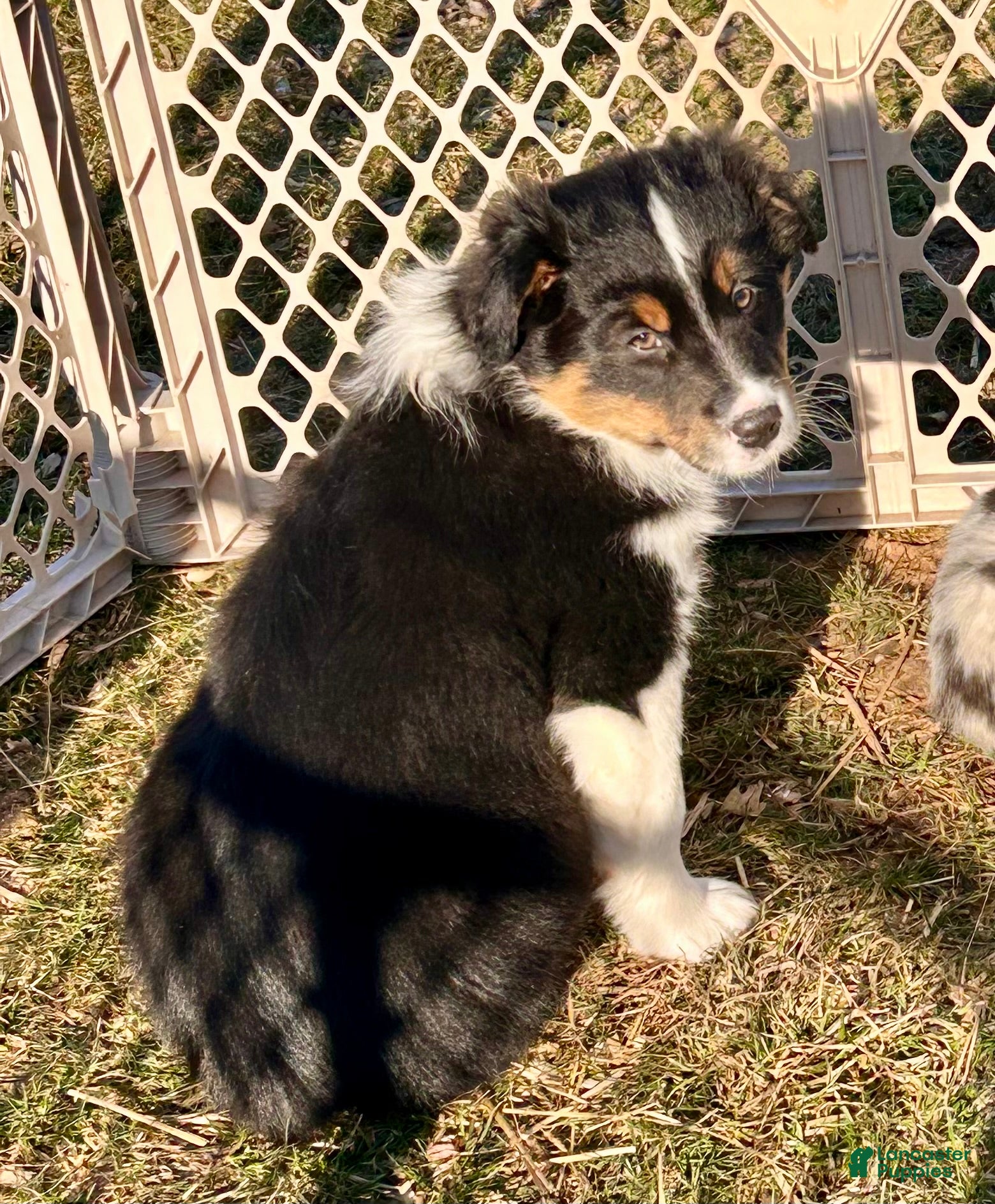 Australian Shepherd dogs Hank - Ad 31