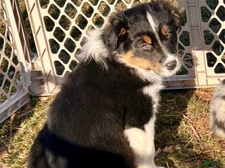 Australian Shepherd dogs Hank - Ad 33