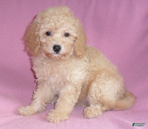 Miniature Poodle dogs Lilly - Ad 1