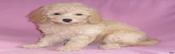 Miniature Poodle dogs for sale: Lilly - Ad 1