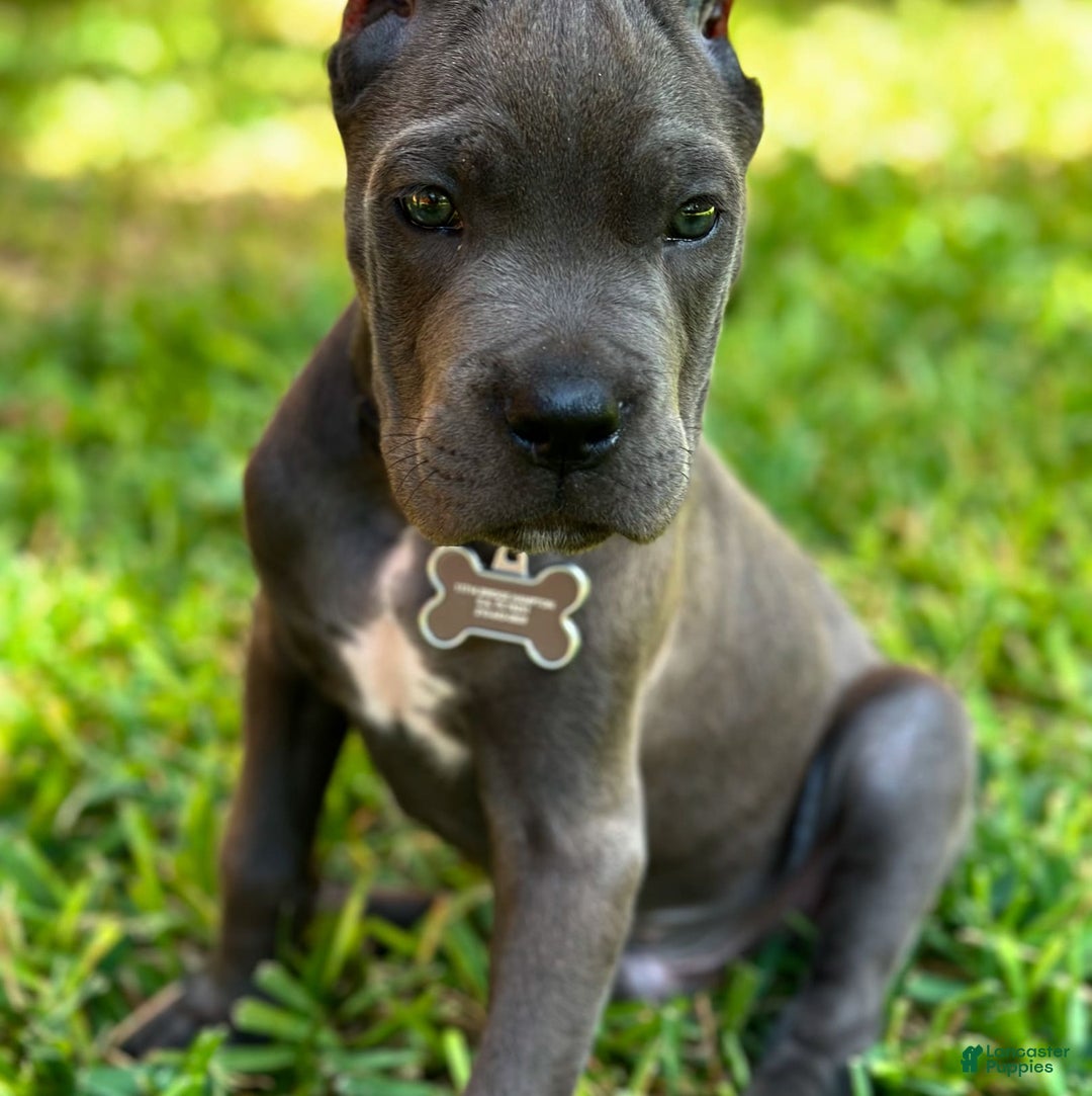 Gallery Image {{count}}