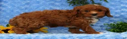 Cavapoo dogs for sale: Leo - Ad 5