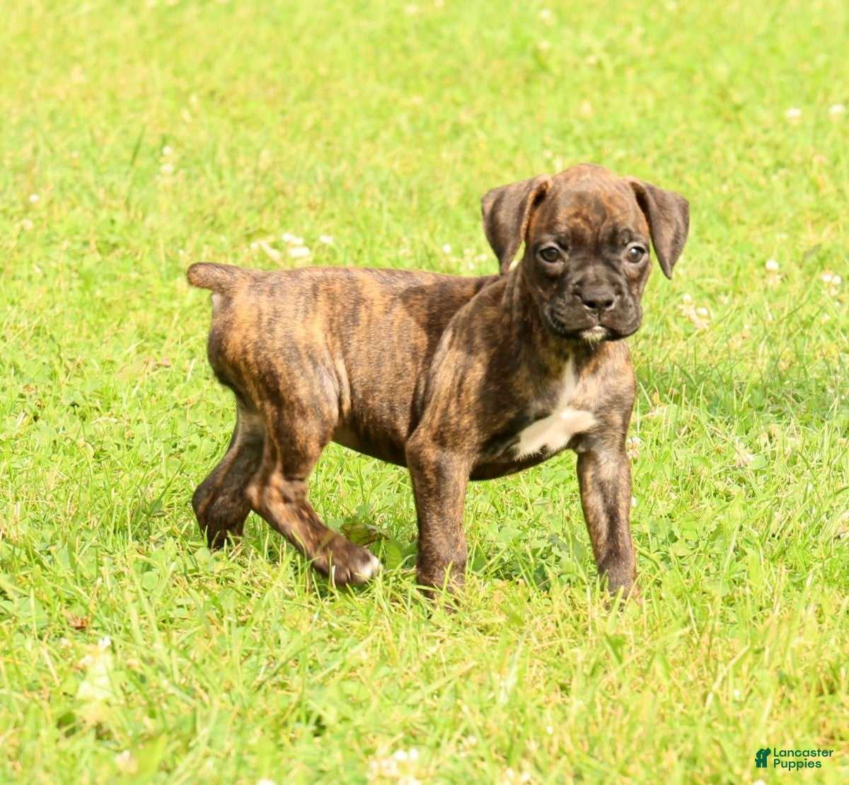 Boxer dogs Midnight - Ad 2