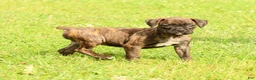 Boxer dogs for sale: Midnight - Ad 2