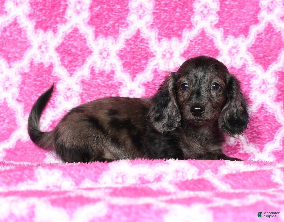 Miniature Dachshund dogs for sale: Grady - Ad 3
