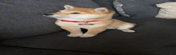 Shiba Inu dogs for sale: Shiba Inu 1 - Ad 3
