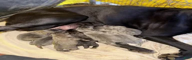 Cane Corso 1