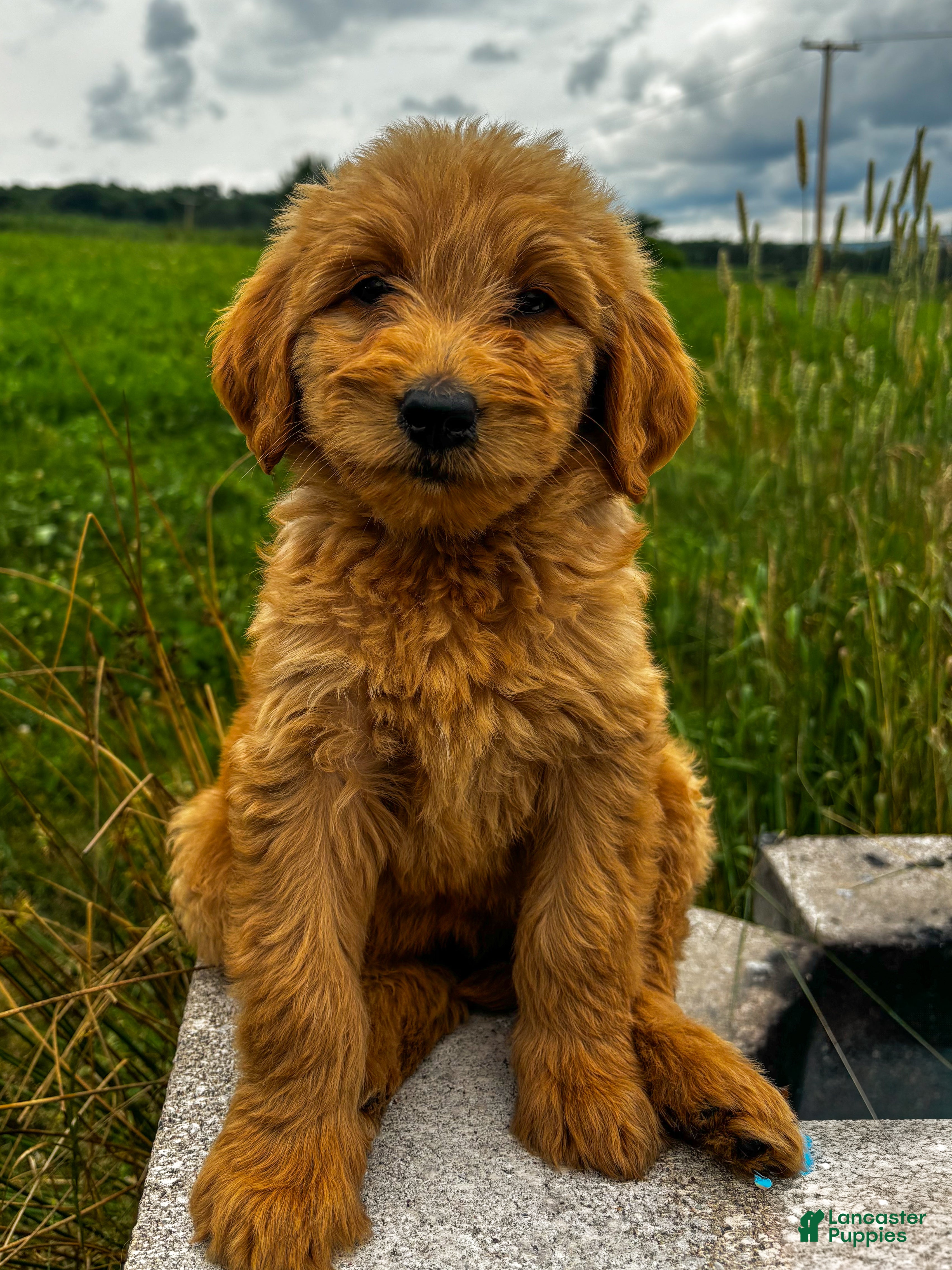 Goldendoodle dogs Meadow  - Ad 31