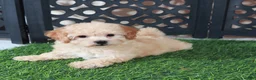 Bichpoo dogs for sale: Bella Adorable Poochon Puppy - Ad 1