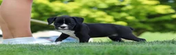 Boxer dogs for sale: Lucy - Ad 6