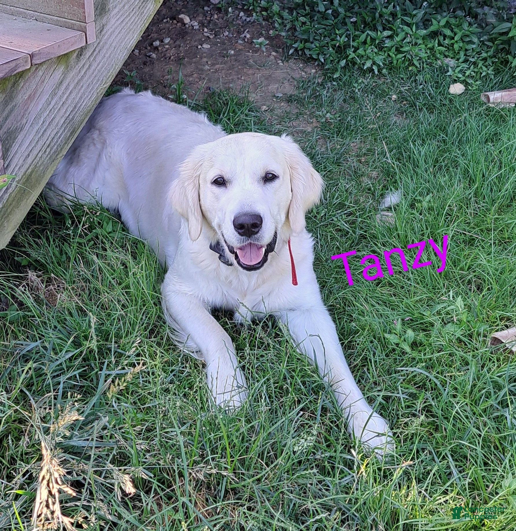 Golden Retriever dogs Marchioness Tanzanite Jewel of Thevenet (Tanzy) - Ad 1
