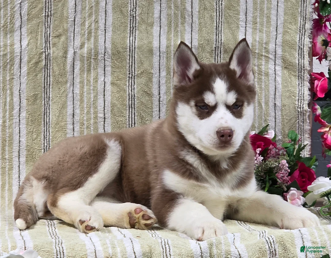 Siberian Husky dogs for sale: Daisy - Ad 10