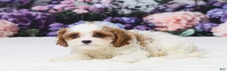Cavapoo dogs for sale: Matt - Ad 2