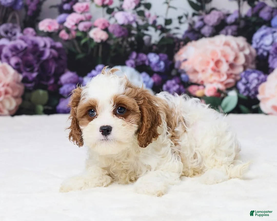 Cavapoo dogs for sale: Matt - Ad 2