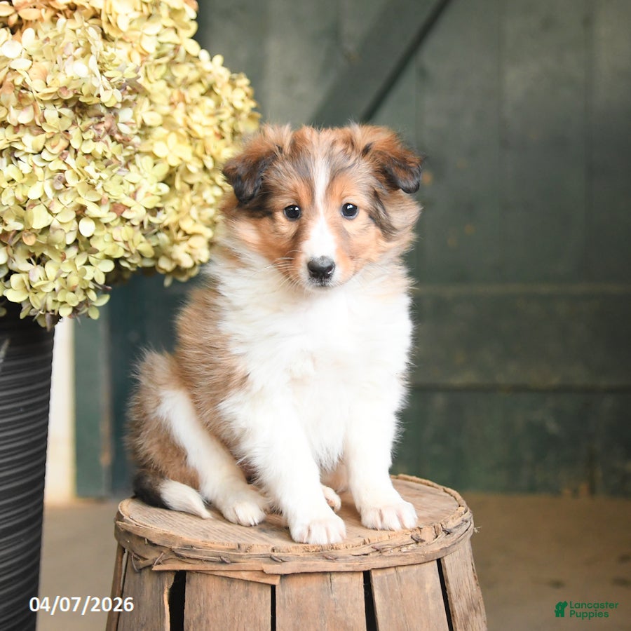 Shetland Sheepdog dogs Candy - Ad 1