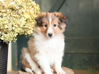 Shetland Sheepdog dogs for sale: Candy - Ad 2