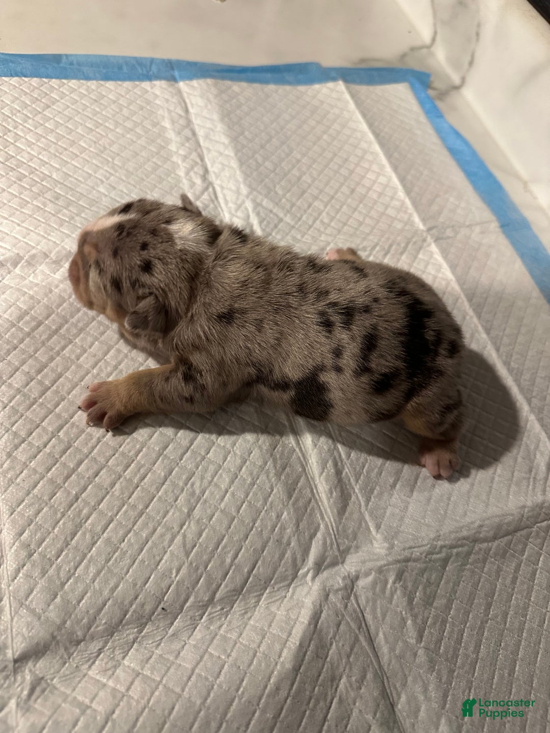 English Bulldog dogs for sale: Blue Fawn Merle Boy  - Ad 32