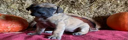 Great Dane dogs for sale: Lindy - Ad 6