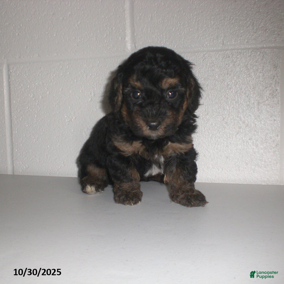 Yorkiepoo dogs for sale: Tyler - Ad 12