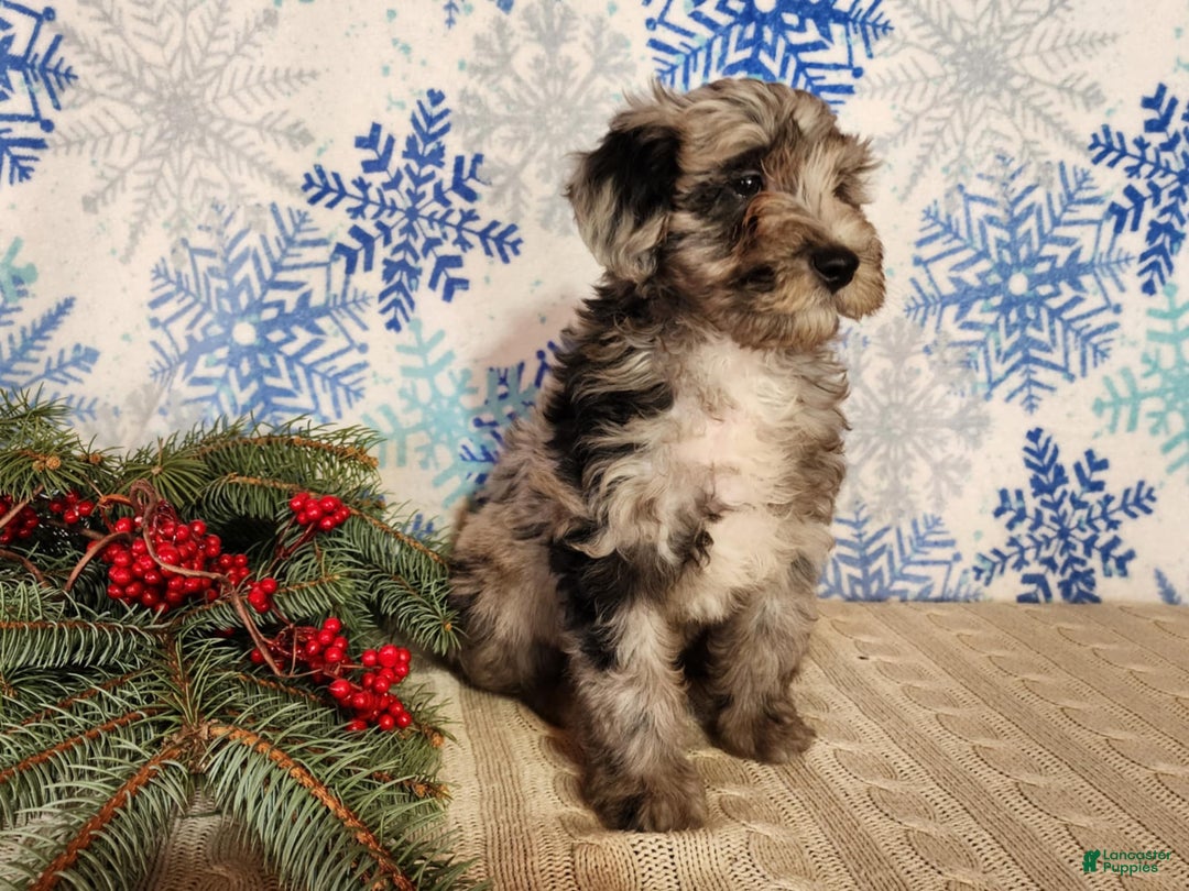 Mini Bernedoodle dogs for sale: Blitz - Ad 16