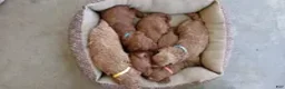 Mini Goldendoodle dogs for sale: Mr. Lotus - Ad 10