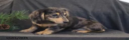Miniature Dachshund dogs for sale: Venus - Ad 3