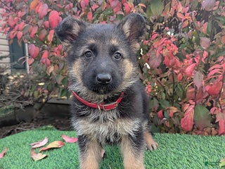 German Shepherd dogs - Ad 39