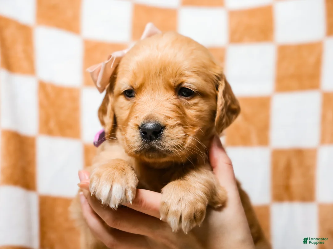 Golden Retriever dogs for sale: Dewdrop AKC Golden Retriever Pup - Ad 2