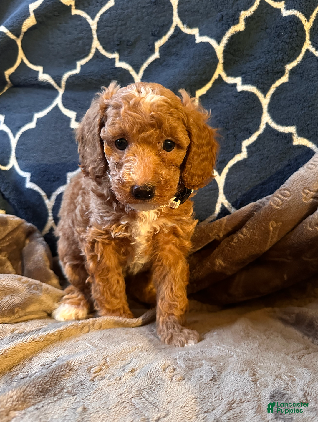 Mixed Breed dogs for sale: Eddie- AKC GENETICALLY TESTED parents - Ad 1