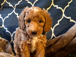 Mixed Breed dogs Eddie- AKC GENETICALLY TESTED parents - Ad 18