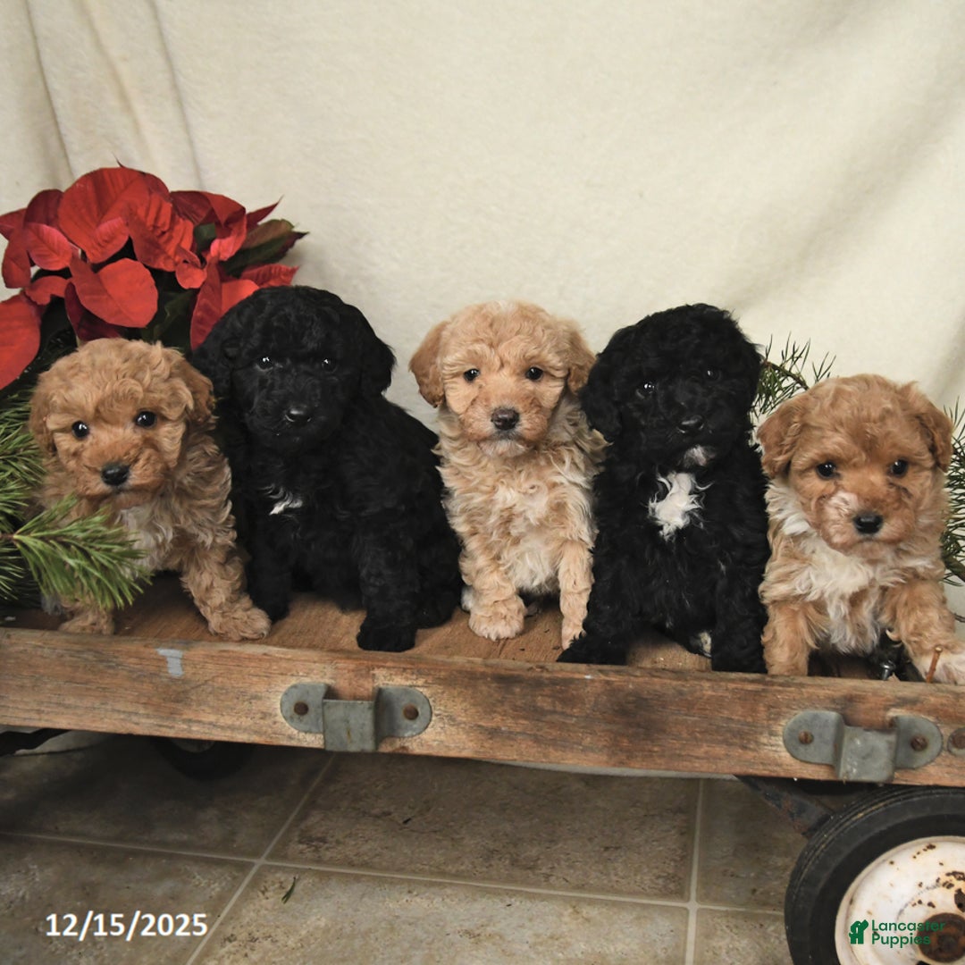 Sheltiedoodle dogs for sale: Shadow - Ad 5