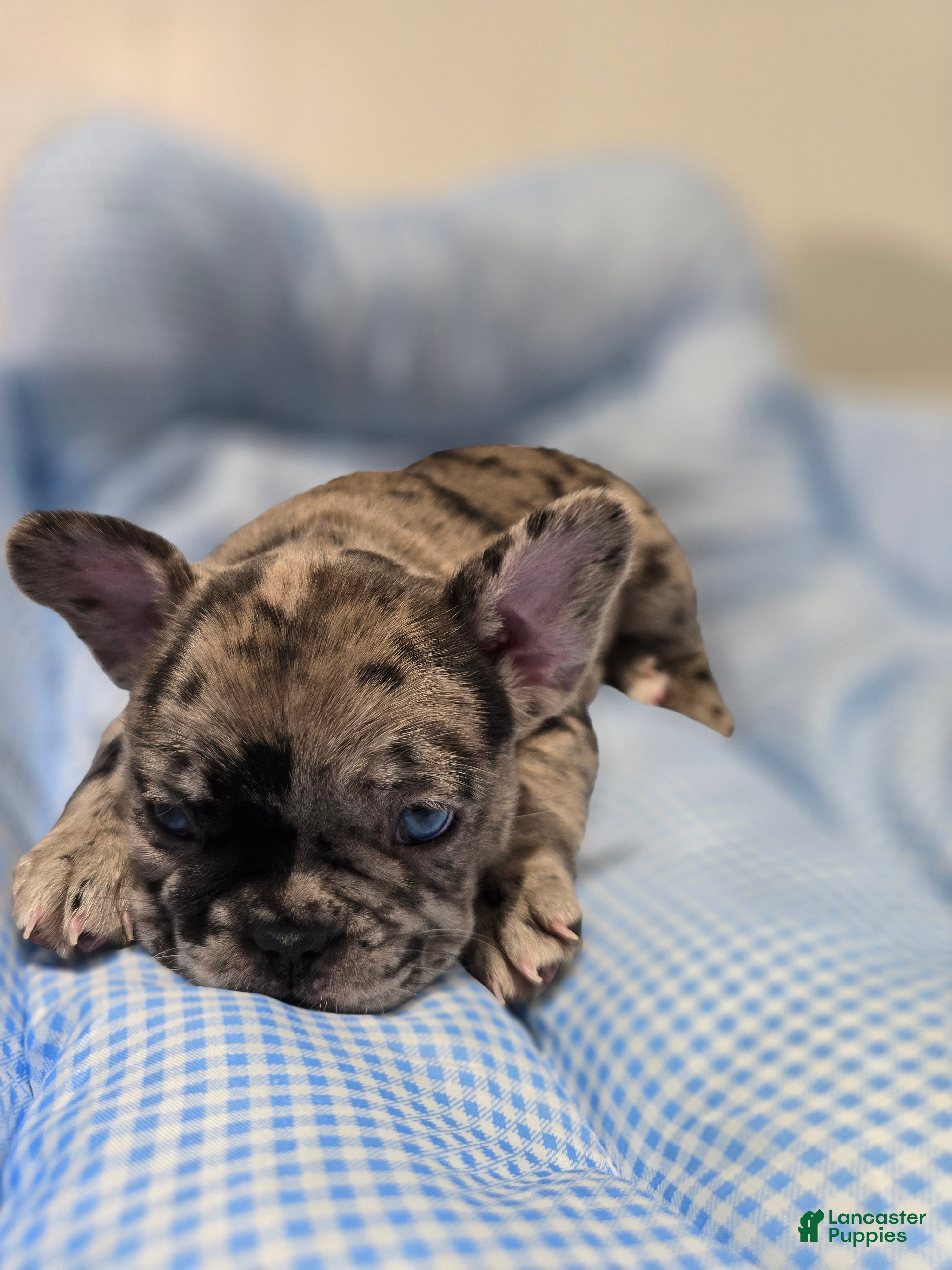 French Bulldog dogs Mag - Ad 1