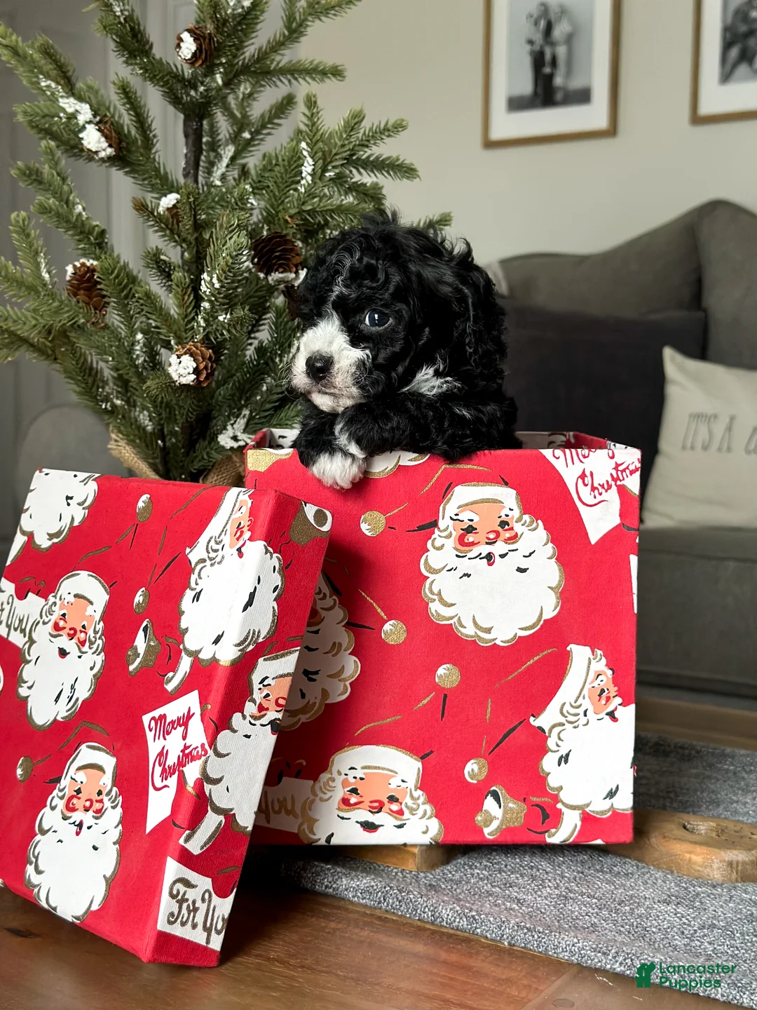 Cavachon dogs for sale: Bullseye - Ad 7