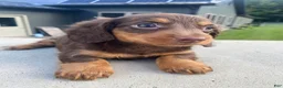Miniature Dachshund dogs for sale: Pearl - Ad 9