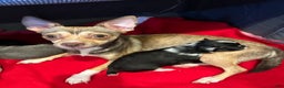 Chihuahua dogs for sale: Onyx - Ad 3