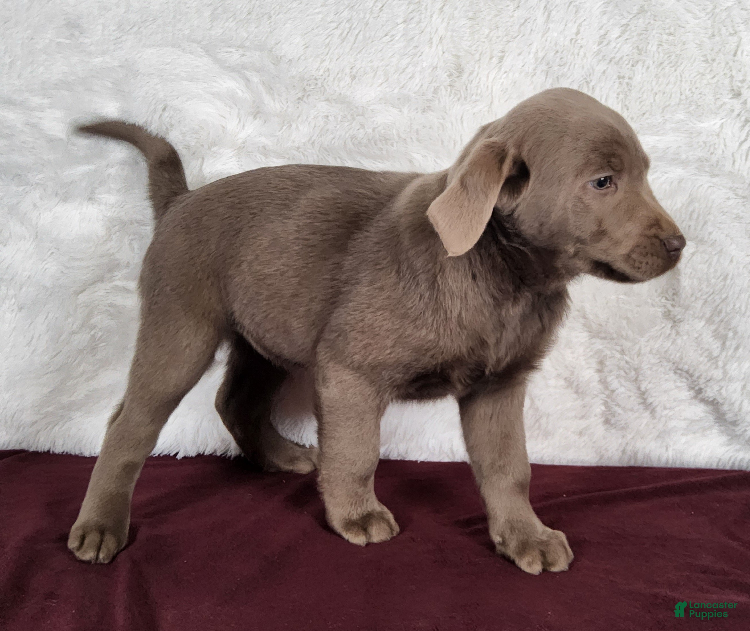 Labrador Retriever dogs Macie - Ad 1