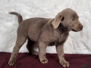 Labrador Retriever dogs Macie - Ad 16