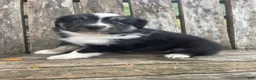 Miniature Australian Shepherd dogs for sale: Miniature Australian Shepherd 3 - Ad 4