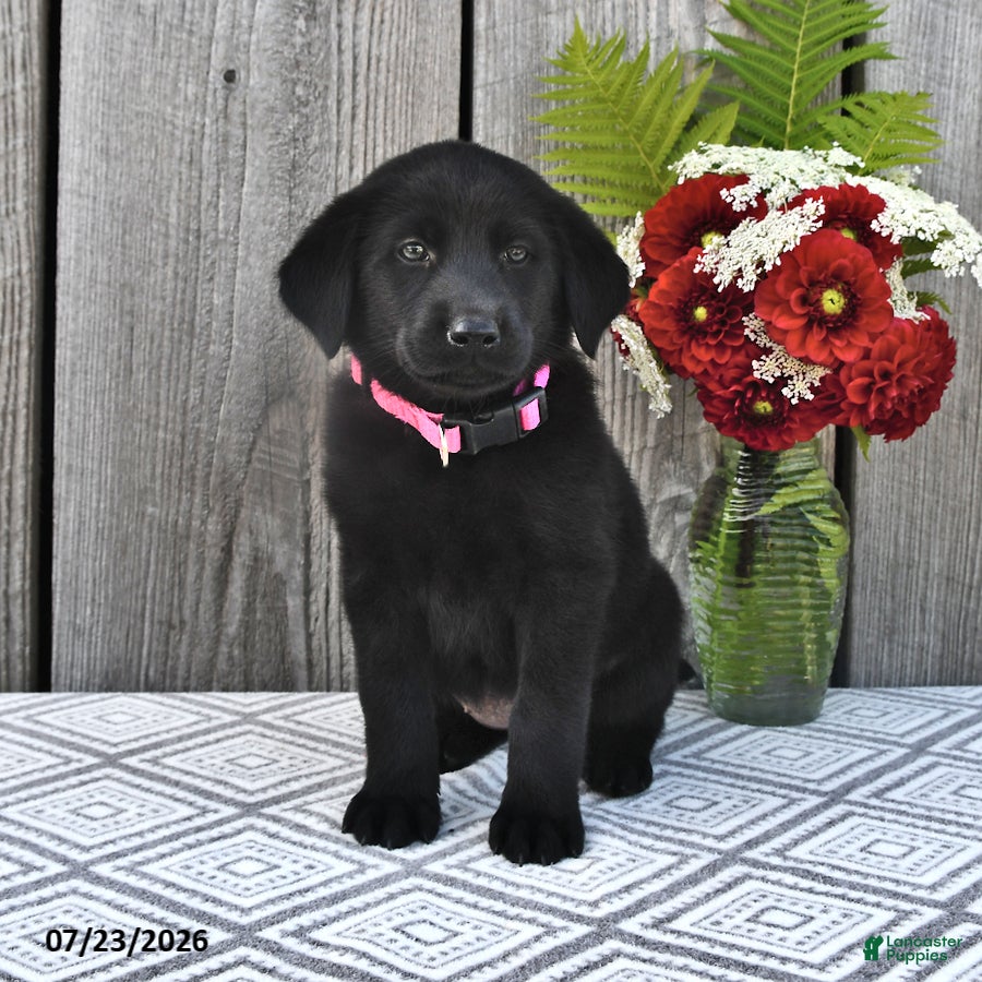 Mixed Breed dogs Mandy - Ad 2