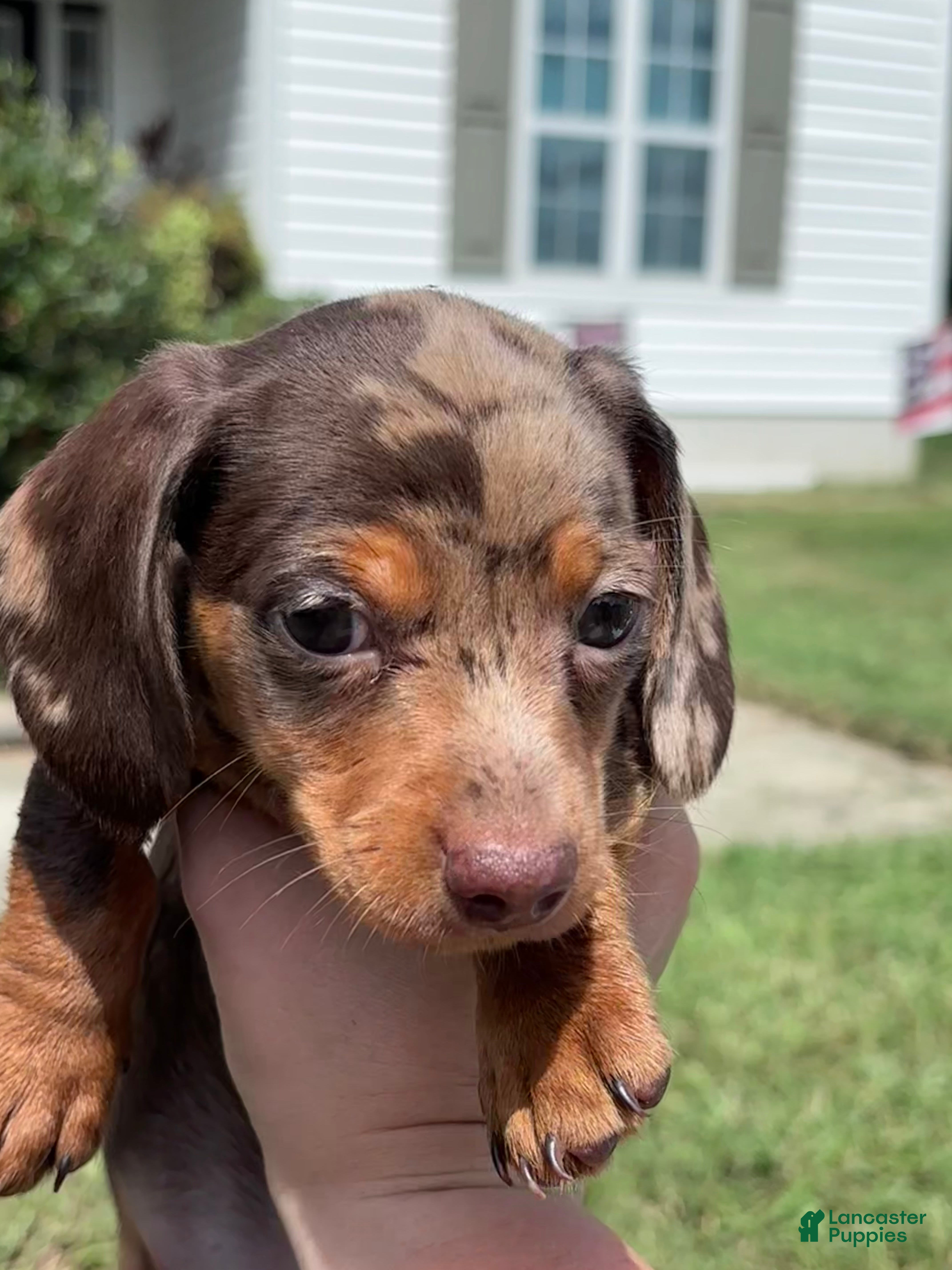 Miniature Dachshund dogs Toby Miniature Dachshund 1 - Ad 2
