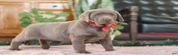 Labrador Retriever dogs for sale: Jingle Bell - Ad 5