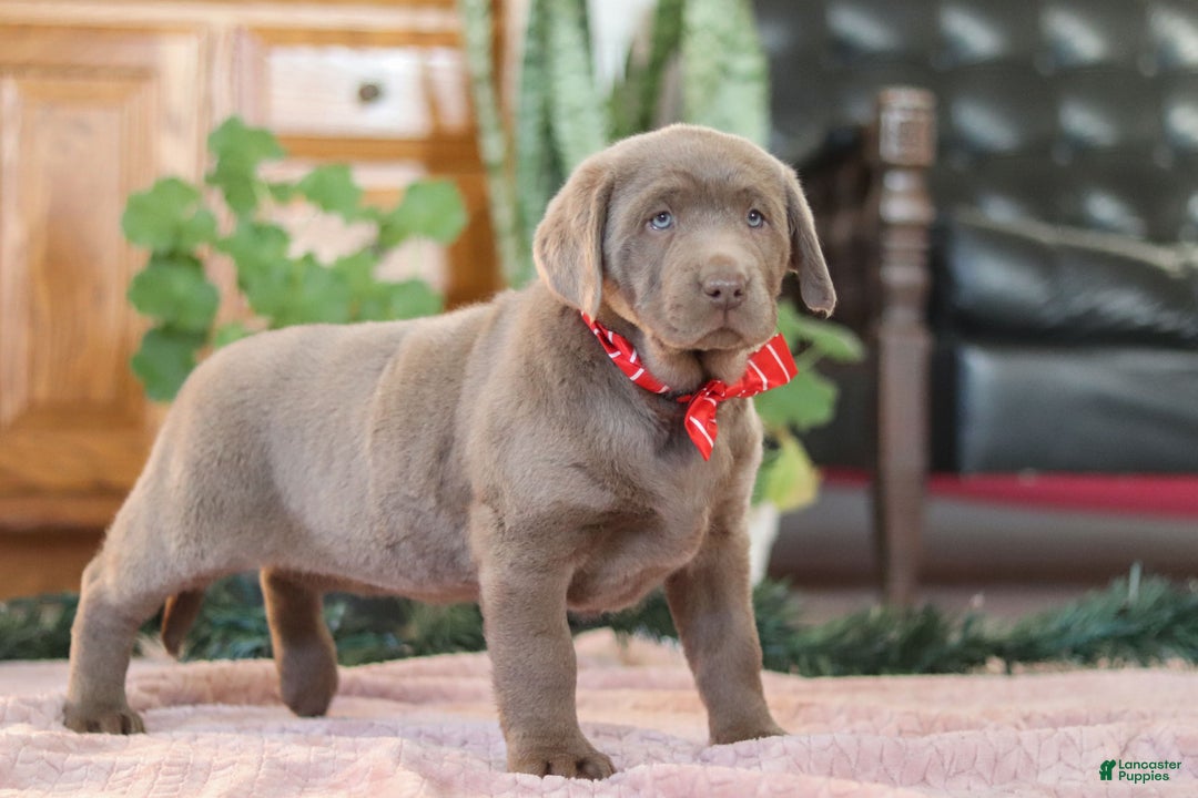 Labrador Retriever dogs for sale: Jingle Bell - Ad 5