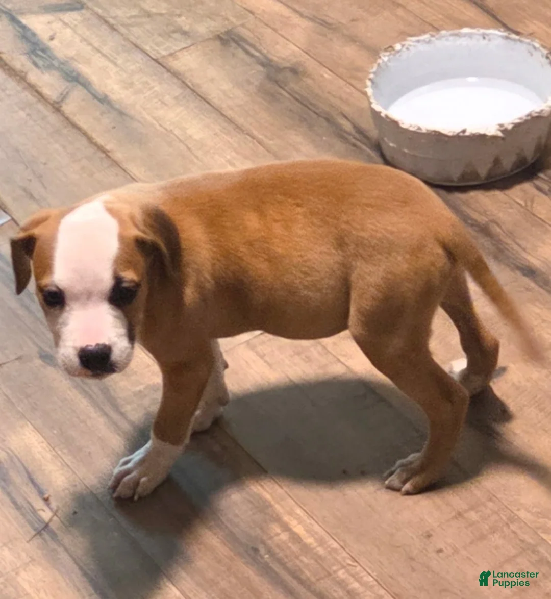 American Pit Bull Terrier dogs for sale: American Pit Bull Terrier Puppy 1 - Ad 2