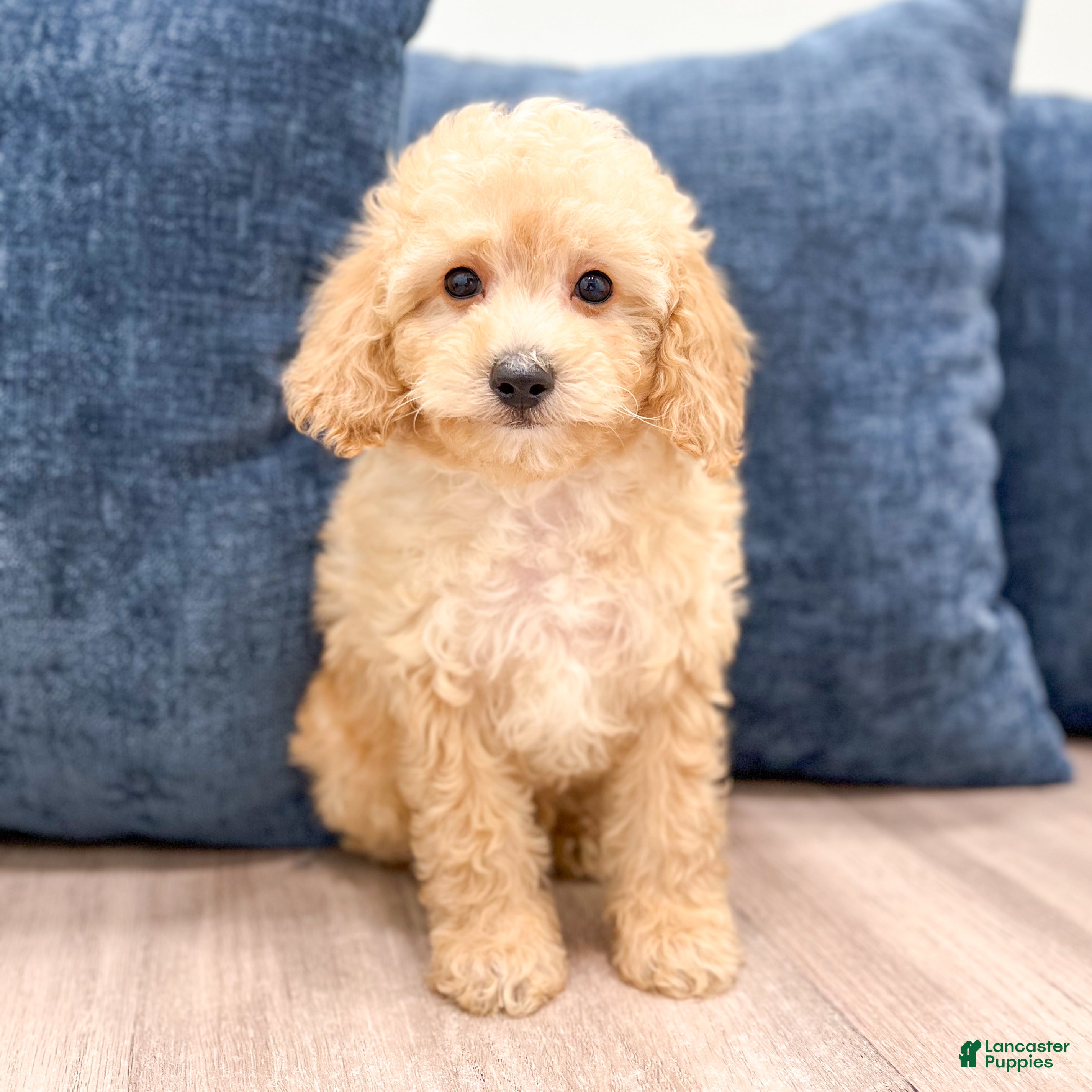 Miniature Poodle dogs for sale: Bo - Ad 1