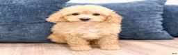 Miniature Poodle dogs for sale: Bo - Ad 1