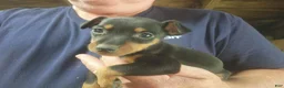 Miniature Pinscher dogs for sale: Teddy - Ad 7