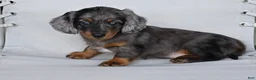 Miniature Dachshund dogs for sale: AKC Pearl - Ad 5