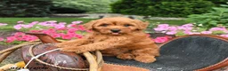 Miniature Labradoodle dogs for sale: Mocha - Ad 1